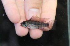 画像2: 【淡水魚】【通販】アピストグラマ ペルソナータ コロンビア産 ワイルド【１ペア 個体販売】(アピストグラマ)(生体)(熱帯魚)NKAP (2)