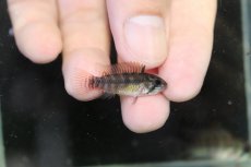 画像3: 【淡水魚】【通販】アピストグラマ ペルソナータ コロンビア産 ワイルド【１ペア 個体販売】(アピストグラマ)(生体)(熱帯魚)NKAP (3)