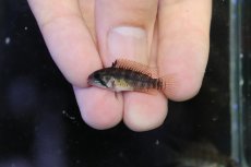 画像4: 【淡水魚】【通販】アピストグラマ ペルソナータ コロンビア産 ワイルド【１ペア 個体販売】(アピストグラマ)(生体)(熱帯魚)NKAP (4)