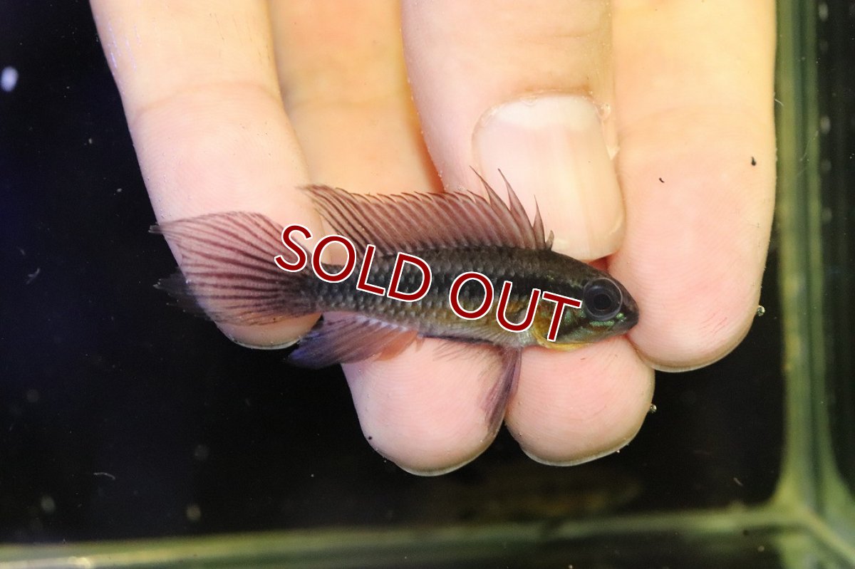 画像1: 【淡水魚】【通販】極上個体 No1 頬腹赤 アピストグラマ エリザベサエ リオウアウペス産 ワイルド【１ペア 個体販売】(生体)(熱帯魚)NKAP (1)