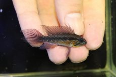 画像1: 【淡水魚】【通販】極上個体 No1 頬腹赤 アピストグラマ エリザベサエ リオウアウペス産 ワイルド【１ペア 個体販売】(生体)(熱帯魚)NKAP (1)