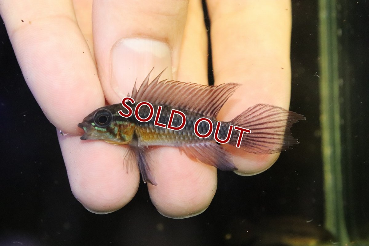 画像2: 【淡水魚】【通販】極上個体 No1 頬腹赤 アピストグラマ エリザベサエ リオウアウペス産 ワイルド【１ペア 個体販売】(生体)(熱帯魚)NKAP (2)