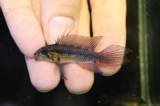 画像2: 【淡水魚】【通販】極上個体 No1 頬腹赤 アピストグラマ エリザベサエ リオウアウペス産 ワイルド【１ペア 個体販売】(生体)(熱帯魚)NKAP (2)