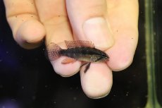 画像3: 【淡水魚】【通販】極上個体 No1 頬腹赤 アピストグラマ エリザベサエ リオウアウペス産 ワイルド【１ペア 個体販売】(生体)(熱帯魚)NKAP (3)
