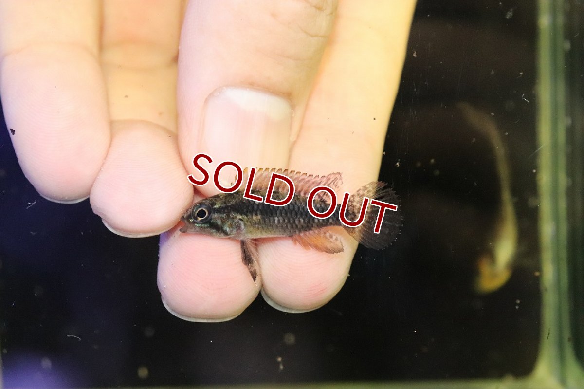 画像4: 【淡水魚】【通販】極上個体 No1 頬腹赤 アピストグラマ エリザベサエ リオウアウペス産 ワイルド【１ペア 個体販売】(生体)(熱帯魚)NKAP (4)