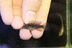 画像4: 【淡水魚】【通販】極上個体 No1 頬腹赤 アピストグラマ エリザベサエ リオウアウペス産 ワイルド【１ペア 個体販売】(生体)(熱帯魚)NKAP (4)