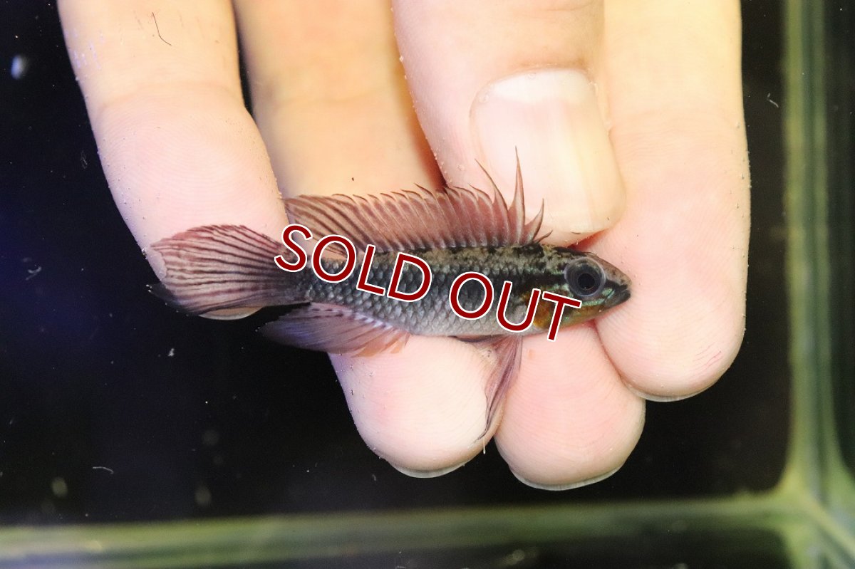 画像1: 【30％OFF対象】【淡水魚】【通販】上物個体 No2 頬赤 アピストグラマ エリザベサエ リオウアウペス産 ワイルド【１ペア 個体販売】(生体)(熱帯魚)NKAP (1)