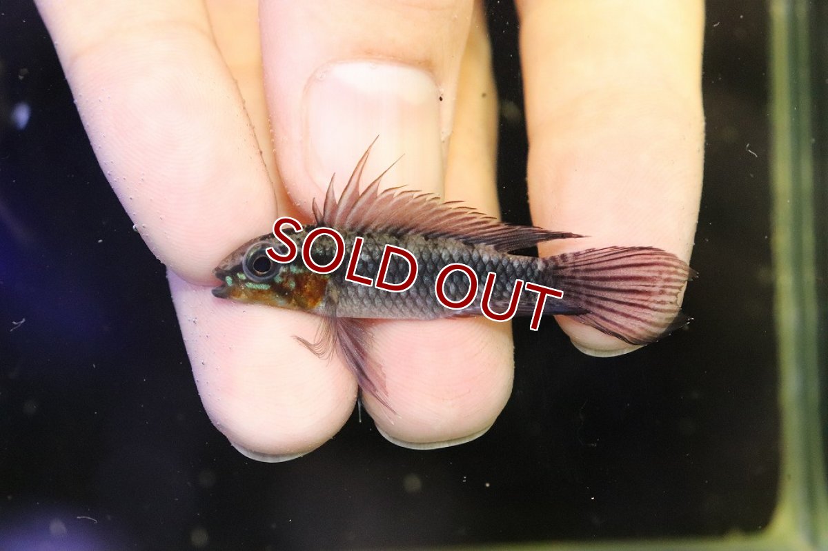 画像2: 【30％OFF対象】【淡水魚】【通販】上物個体 No2 頬赤 アピストグラマ エリザベサエ リオウアウペス産 ワイルド【１ペア 個体販売】(生体)(熱帯魚)NKAP (2)