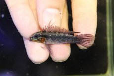 画像2: 【淡水魚】【通販】上物個体 No2 頬赤 アピストグラマ エリザベサエ リオウアウペス産 ワイルド【１ペア 個体販売】(生体)(熱帯魚)NKAP (2)