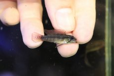 画像3: 【淡水魚】【通販】上物個体 No2 頬赤 アピストグラマ エリザベサエ リオウアウペス産 ワイルド【１ペア 個体販売】(生体)(熱帯魚)NKAP (3)