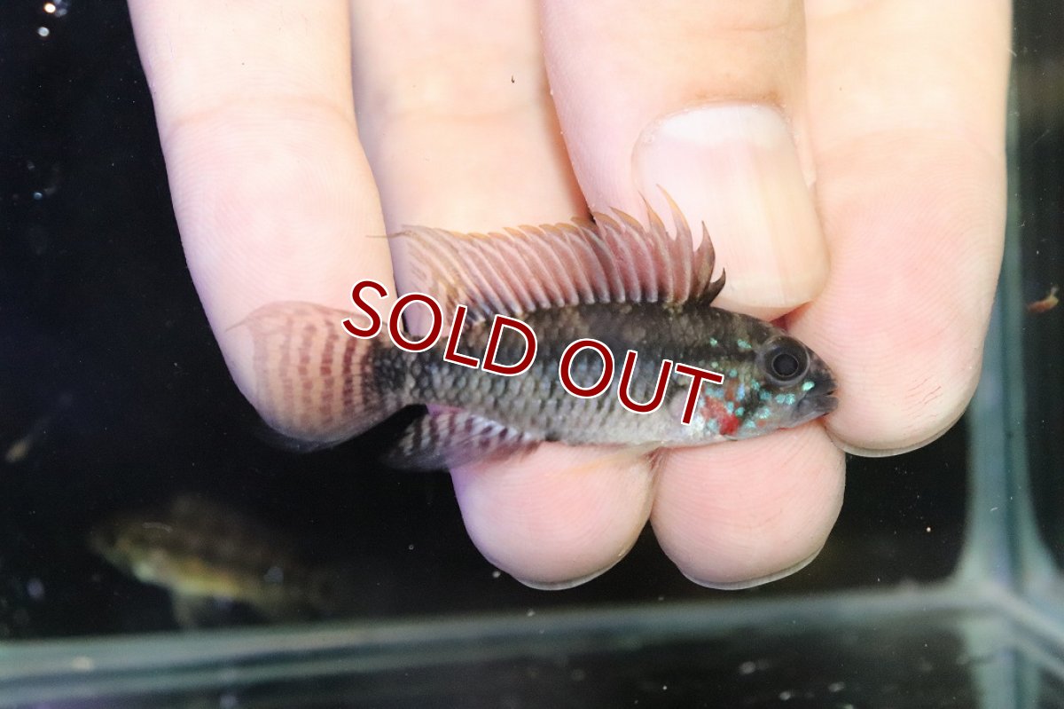 画像1: 【淡水魚】【通販】アピストグラマ ペルソナータ コロンビア産 ワイルド【１ペア 個体販売】(アピストグラマ)(生体)(熱帯魚)NKAP (1)
