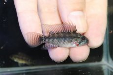 画像1: 【淡水魚】【通販】アピストグラマ ペルソナータ コロンビア産 ワイルド【１ペア 個体販売】(アピストグラマ)(生体)(熱帯魚)NKAP (1)