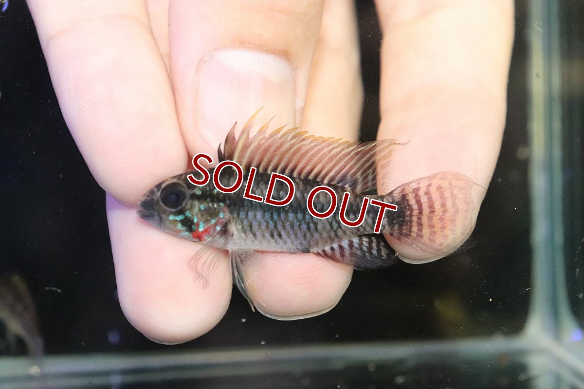 画像2: 【淡水魚】【通販】アピストグラマ ペルソナータ コロンビア産 ワイルド【１ペア 個体販売】(アピストグラマ)(生体)(熱帯魚)NKAP (2)
