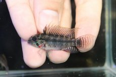 画像2: 【淡水魚】【通販】アピストグラマ ペルソナータ コロンビア産 ワイルド【１ペア 個体販売】(アピストグラマ)(生体)(熱帯魚)NKAP (2)