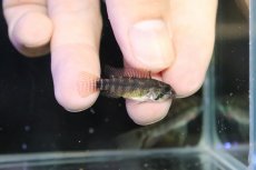 画像3: 【淡水魚】【通販】アピストグラマ ペルソナータ コロンビア産 ワイルド【１ペア 個体販売】(アピストグラマ)(生体)(熱帯魚)NKAP (3)