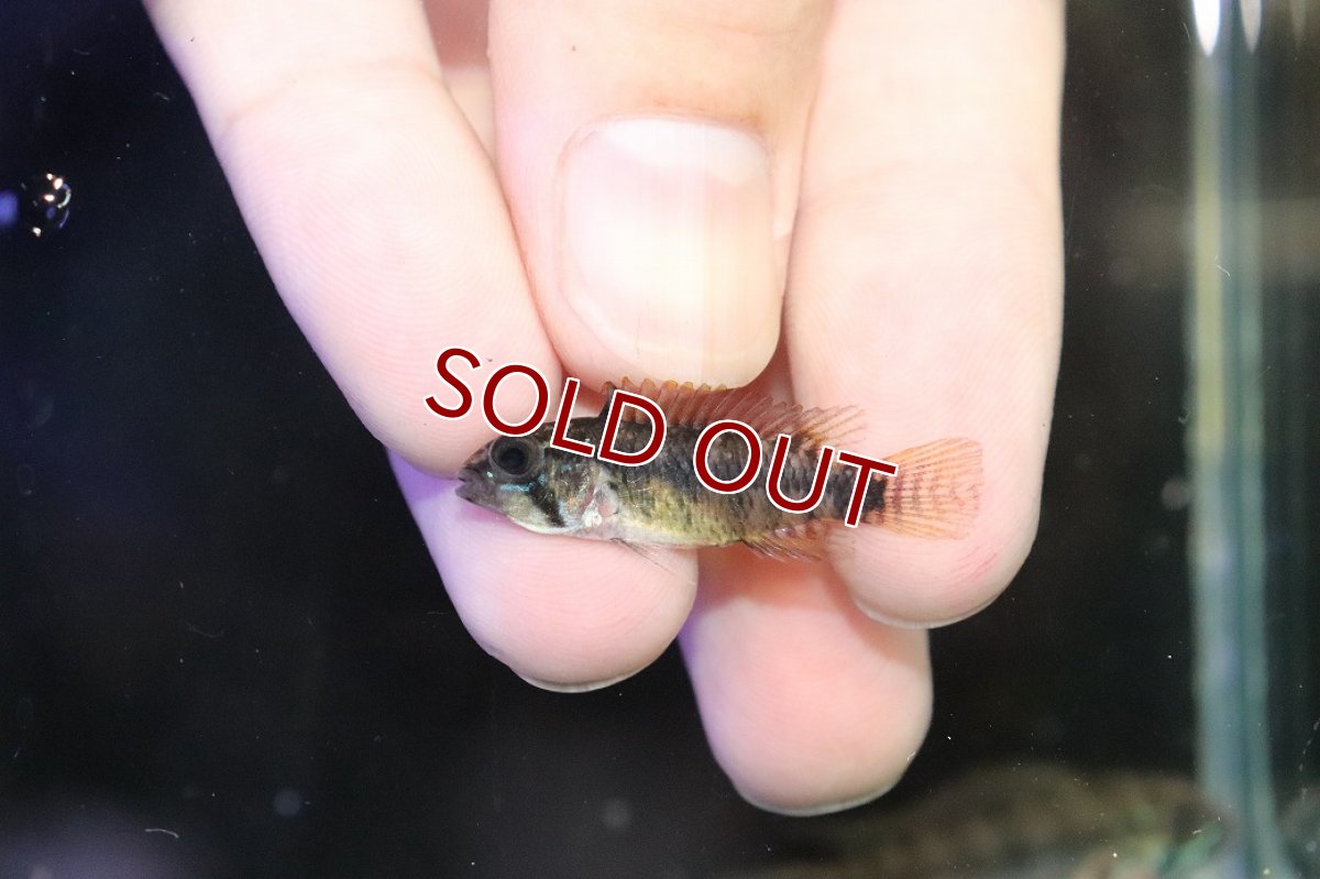 画像4: 【淡水魚】【通販】アピストグラマ ペルソナータ コロンビア産 ワイルド【１ペア 個体販売】(アピストグラマ)(生体)(熱帯魚)NKAP (4)