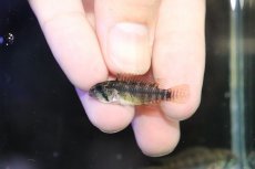 画像4: 【淡水魚】【通販】アピストグラマ ペルソナータ コロンビア産 ワイルド【１ペア 個体販売】(アピストグラマ)(生体)(熱帯魚)NKAP (4)