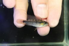 画像1: 【淡水魚】【通販】激レア アピストグラマ プルクラ リオブランコ産 ワイルド【１ペア 個体販売】(アピストグラマ)(生体)(熱帯魚)NKAP (1)