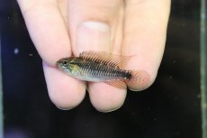 画像2: 【淡水魚】【通販】激レア アピストグラマ プルクラ リオブランコ産 ワイルド【１ペア 個体販売】(アピストグラマ)(生体)(熱帯魚)NKAP (2)