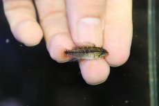 画像3: 【淡水魚】【通販】激レア アピストグラマ プルクラ リオブランコ産 ワイルド【１ペア 個体販売】(アピストグラマ)(生体)(熱帯魚)NKAP (3)