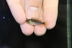 画像4: 【淡水魚】【通販】激レア アピストグラマ プルクラ リオブランコ産 ワイルド【１ペア 個体販売】(アピストグラマ)(生体)(熱帯魚)NKAP (4)