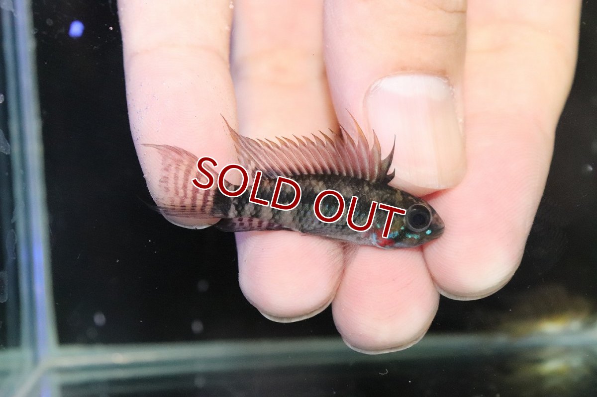 画像1: 【淡水魚】【通販】アピストグラマ ペルソナータ コロンビア産 ワイルド【１ペア 個体販売】(アピストグラマ)(生体)(熱帯魚)NKAP (1)
