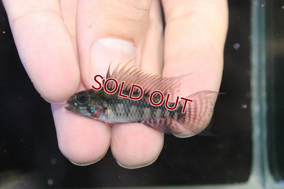 画像2: 【淡水魚】【通販】アピストグラマ ペルソナータ コロンビア産 ワイルド【１ペア 個体販売】(アピストグラマ)(生体)(熱帯魚)NKAP (2)