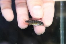 画像3: 【淡水魚】【通販】アピストグラマ ペルソナータ コロンビア産 ワイルド【１ペア 個体販売】(アピストグラマ)(生体)(熱帯魚)NKAP (3)