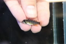 画像4: 【淡水魚】【通販】アピストグラマ ペルソナータ コロンビア産 ワイルド【１ペア 個体販売】(アピストグラマ)(生体)(熱帯魚)NKAP (4)