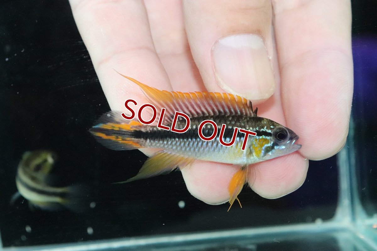 画像1: 【淡水魚】【通販】色揚がり抜群 No1 アピストグラマ アガシジィ プルス産 ワイルド【１ペア 個体販売】(アピストグラマ(生体)(熱帯魚)NKAP (1)