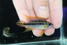 画像1: 【淡水魚】【通販】色揚がり抜群 No1 アピストグラマ アガシジィ プルス産 ワイルド【１ペア 個体販売】(アピストグラマ(生体)(熱帯魚)NKAP (1)