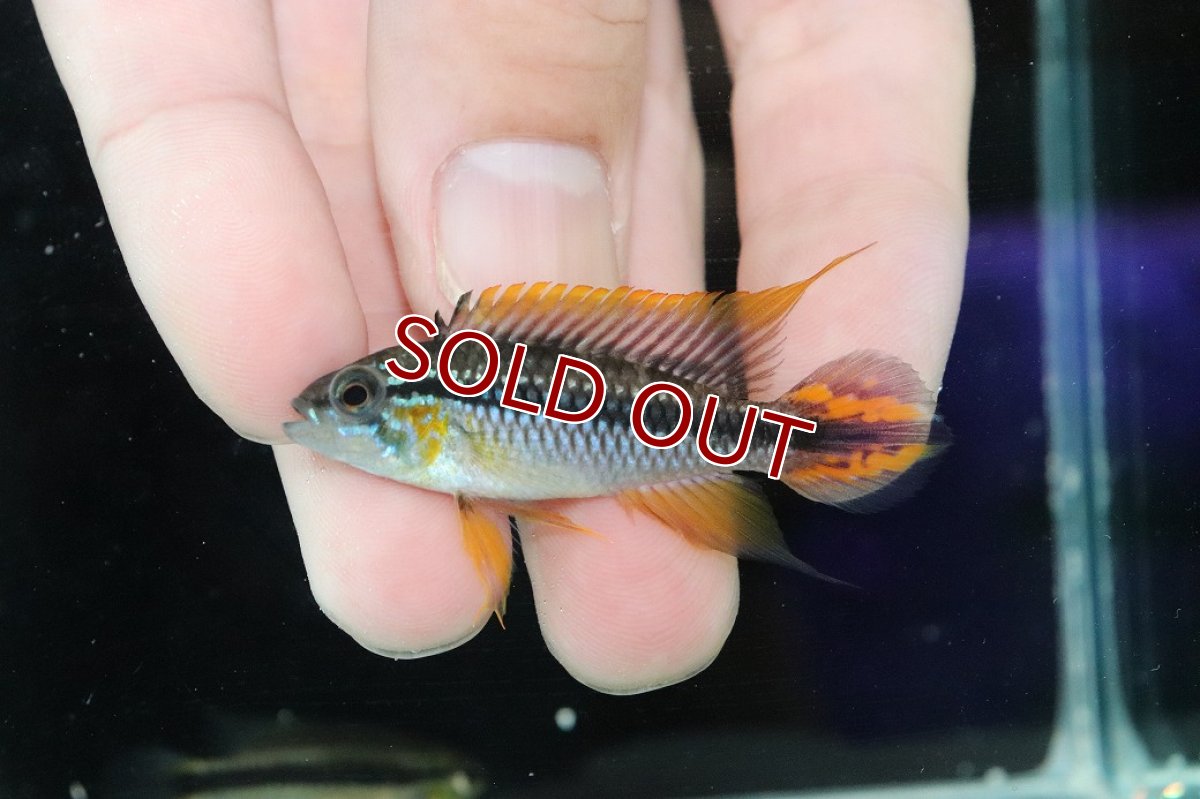 画像2: 【淡水魚】【通販】色揚がり抜群 No1 アピストグラマ アガシジィ プルス産 ワイルド【１ペア 個体販売】(アピストグラマ(生体)(熱帯魚)NKAP (2)
