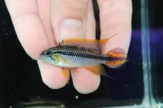画像2: 【淡水魚】【通販】色揚がり抜群 No1 アピストグラマ アガシジィ プルス産 ワイルド【１ペア 個体販売】(アピストグラマ(生体)(熱帯魚)NKAP (2)