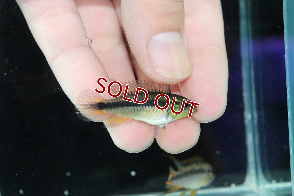 画像3: 【淡水魚】【通販】色揚がり抜群 No1 アピストグラマ アガシジィ プルス産 ワイルド【１ペア 個体販売】(アピストグラマ(生体)(熱帯魚)NKAP (3)