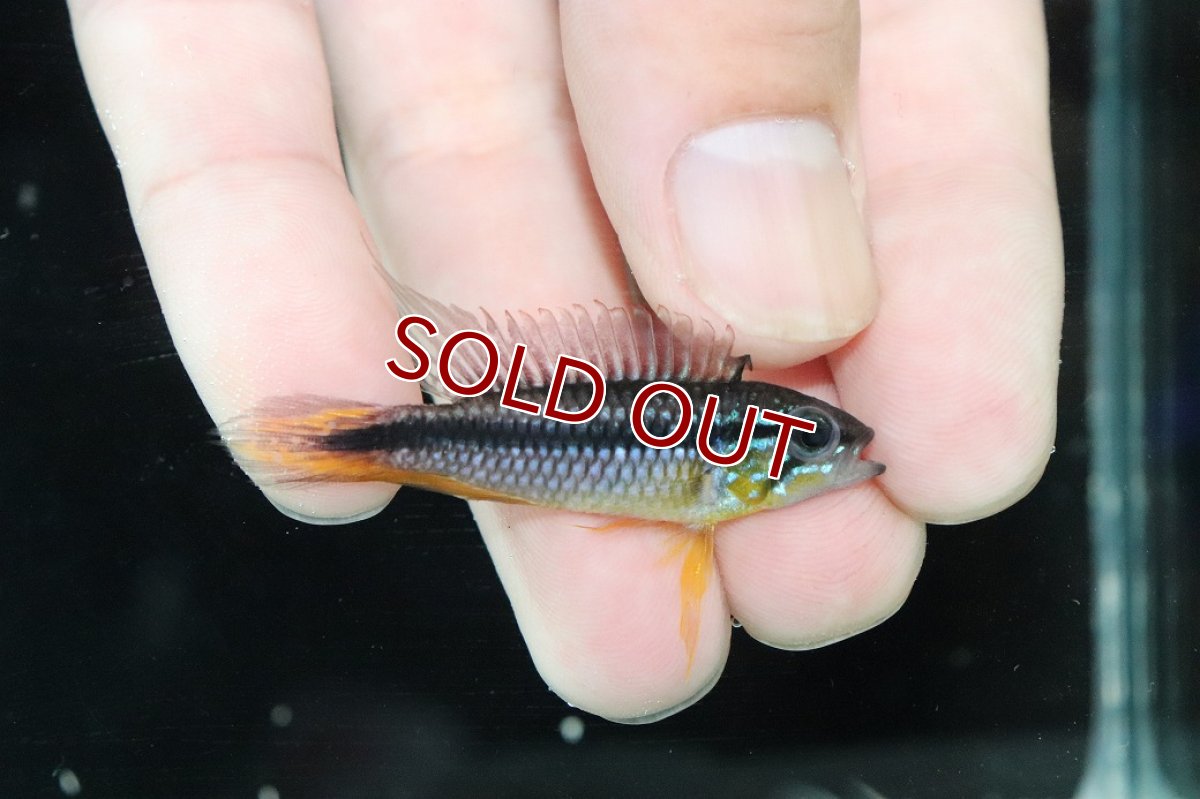 画像1: 【淡水魚】【通販】No2 アピストグラマ アガシジィ プルス産 ワイルド【１ペア 個体販売】(アピストグラマ)(生体)(熱帯魚)NKAP (1)