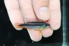画像1: 【淡水魚】【通販】No2 アピストグラマ アガシジィ プルス産 ワイルド【１ペア 個体販売】(アピストグラマ)(生体)(熱帯魚)NKAP (1)