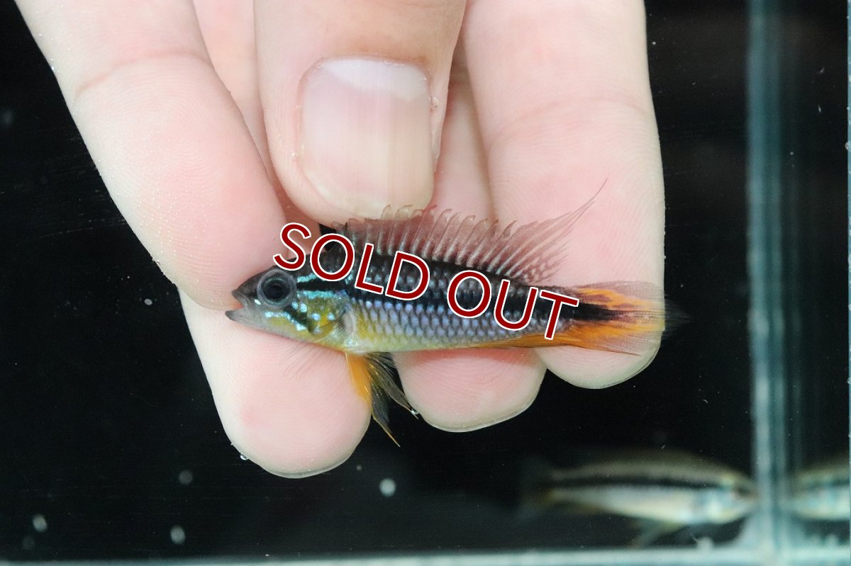 画像2: 【淡水魚】【通販】No2 アピストグラマ アガシジィ プルス産 ワイルド【１ペア 個体販売】(アピストグラマ)(生体)(熱帯魚)NKAP (2)