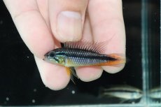 画像2: 【淡水魚】【通販】No2 アピストグラマ アガシジィ プルス産 ワイルド【１ペア 個体販売】(アピストグラマ)(生体)(熱帯魚)NKAP (2)