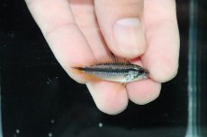 画像3: 【淡水魚】【通販】No2 アピストグラマ アガシジィ プルス産 ワイルド【１ペア 個体販売】(アピストグラマ)(生体)(熱帯魚)NKAP (3)