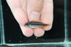 画像4: 【淡水魚】【通販】No2 アピストグラマ アガシジィ プルス産 ワイルド【１ペア 個体販売】(アピストグラマ)(生体)(熱帯魚)NKAP (4)