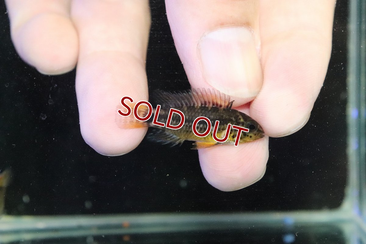 画像1: 【淡水魚】【通販】アピストグラマ フィールフレック アスリニ産 ワイルド【１ペア 個体販売】(アピストグラマ)(生体)(熱帯魚)NKAP (1)