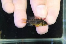 画像1: 【淡水魚】【通販】アピストグラマ フィールフレック アスリニ産 ワイルド【１ペア 個体販売】(アピストグラマ)(生体)(熱帯魚)NKAP (1)