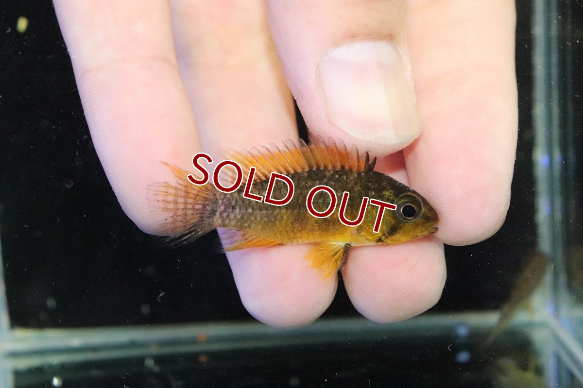 画像3: 【淡水魚】【通販】アピストグラマ フィールフレック アスリニ産 ワイルド【１ペア 個体販売】(アピストグラマ)(生体)(熱帯魚)NKAP (3)