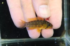 画像3: 【淡水魚】【通販】アピストグラマ フィールフレック アスリニ産 ワイルド【１ペア 個体販売】(アピストグラマ)(生体)(熱帯魚)NKAP (3)