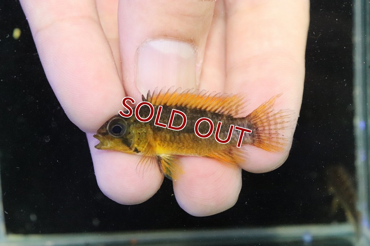 画像4: 【淡水魚】【通販】アピストグラマ フィールフレック アスリニ産 ワイルド【１ペア 個体販売】(アピストグラマ)(生体)(熱帯魚)NKAP (4)