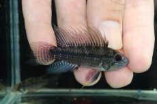 画像1: 【淡水魚】【通販】アピストグラマ cf サルピンクション カレイロ産 ワイルド【１ペア 個体販売】(アピストグラマ)(生体)(熱帯魚)NKAP (1)