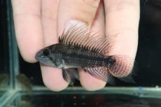 画像2: 【淡水魚】【通販】アピストグラマ cf サルピンクション カレイロ産 ワイルド【１ペア 個体販売】(アピストグラマ)(生体)(熱帯魚)NKAP (2)