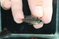 画像3: 【淡水魚】【通販】アピストグラマ cf サルピンクション カレイロ産 ワイルド【１ペア 個体販売】(アピストグラマ)(生体)(熱帯魚)NKAP (3)