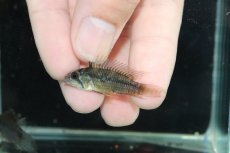 画像4: 【淡水魚】【通販】アピストグラマ cf サルピンクション カレイロ産 ワイルド【１ペア 個体販売】(アピストグラマ)(生体)(熱帯魚)NKAP (4)
