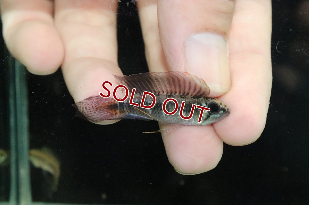 画像1: 【淡水魚】【通販】アピストグラマ ロートカイル イサナ産 ワイルド【１ペア 個体販売】(アピストグラマ)(生体)(熱帯魚)NKAP (1)